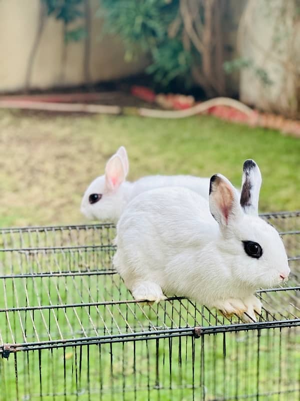 hotot dutch bunnies rabbits for sale 5