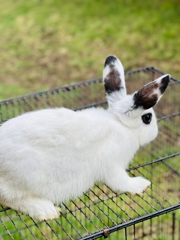 hotot dutch bunnies rabbits for sale 6