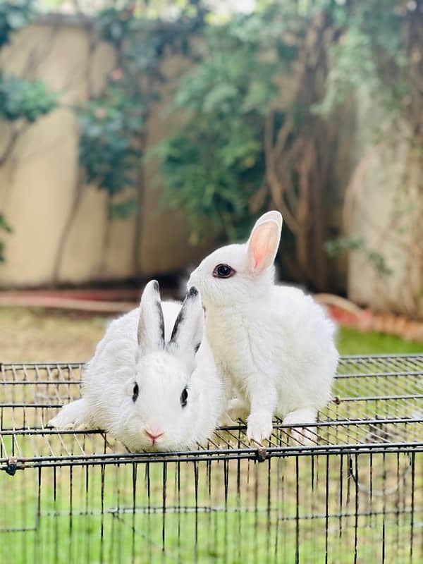 hotot dutch bunnies rabbits for sale 7