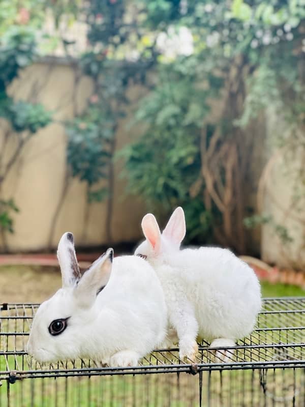 hotot dutch bunnies rabbits for sale 8