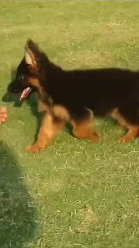 German Shepherd Male For Sale / GSD / Long Coat Puppies 1