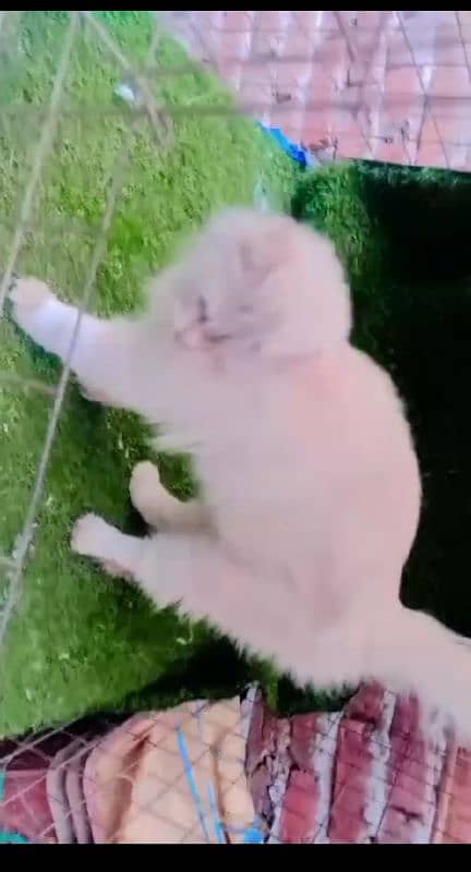 persian cats / white pair / grey pair / kittens / 03190620149 whatsp 0