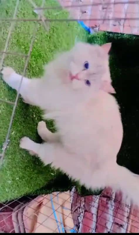 persian cats / white pair / grey pair / kittens / 03190620149 whatsp 2