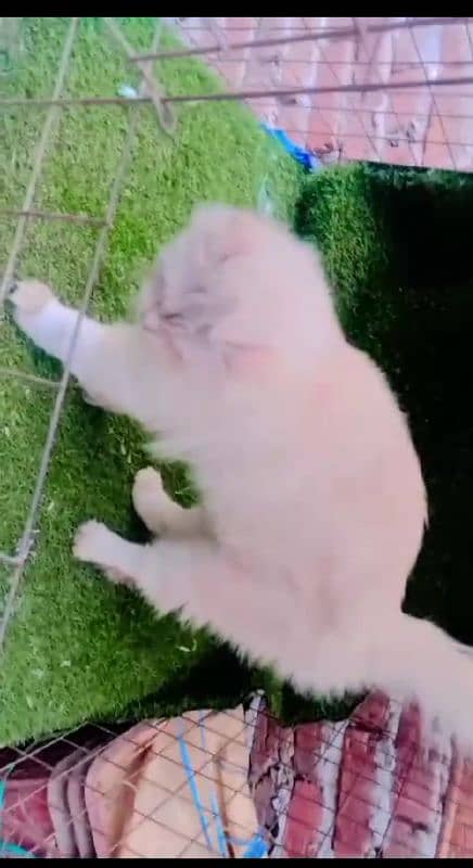 persian cats / white pair / grey pair / kittens / 03190620149 whatsp 3