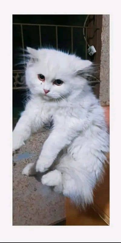 persian cats / white pair / grey pair / kittens / 03190620149 whatsp 4