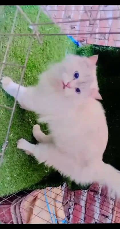 persian cats / white pair / grey pair / kittens / 03190620149 whatsp 5