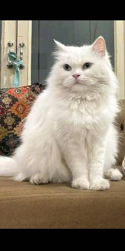 persian cats / white pair / grey pair / kittens / 03190620149 whatsp 6