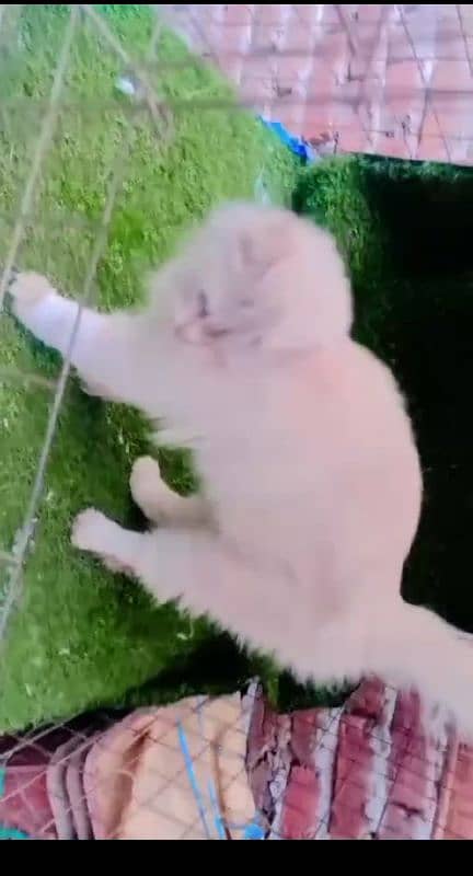 persian cats / white pair / grey pair / kittens / 03190620149 whatsp 9