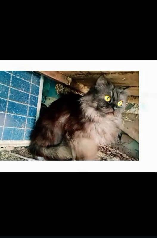 persian cats / white pair / grey pair / kittens / 03190620149 whatsp 10