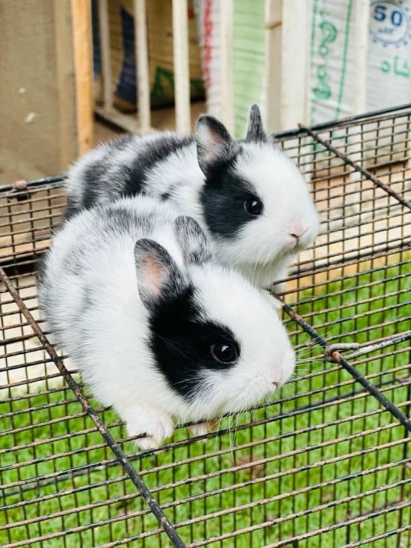 hotot dutch drawf bunnies for sale 0