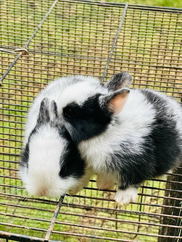 hotot dutch drawf bunnies for sale 1