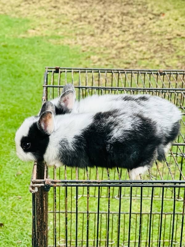 hotot dutch drawf bunnies for sale 2