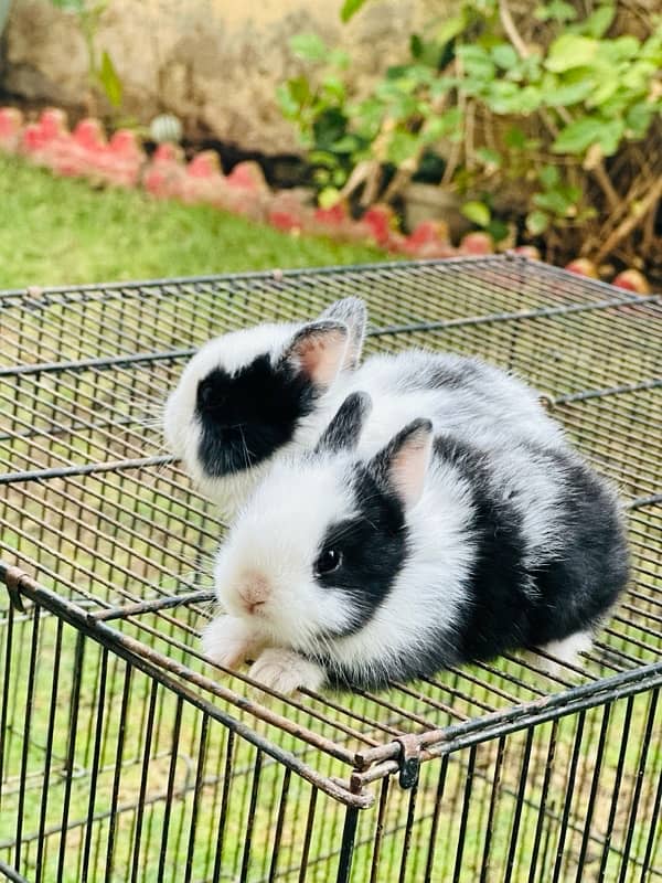 hotot dutch drawf bunnies for sale 3