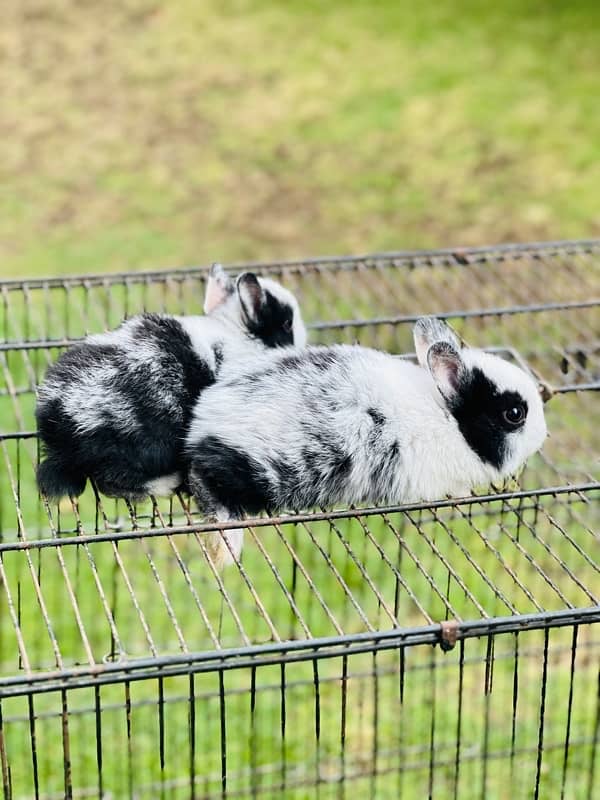 hotot dutch drawf bunnies for sale 4