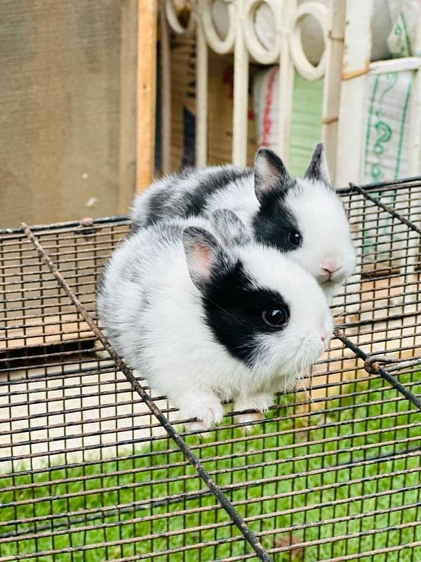 hotot dutch drawf bunnies for sale 5