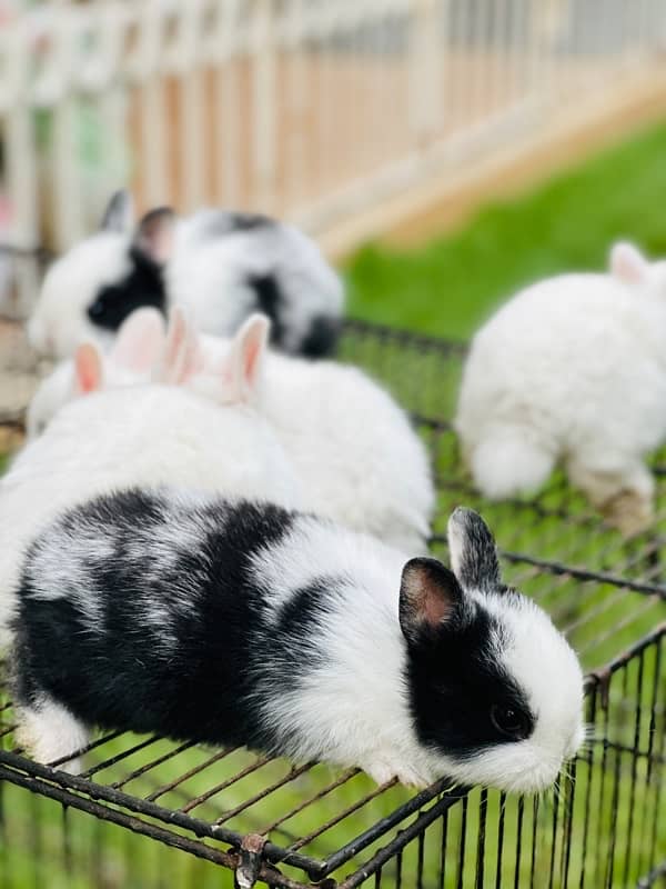 hotot dutch drawf bunnies for sale 6