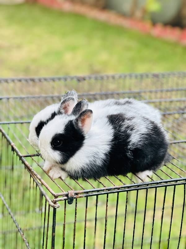 hotot dutch drawf bunnies for sale 7