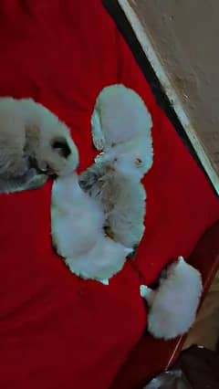 32 day 6 kitten hai for sale 1 kitten price 12000