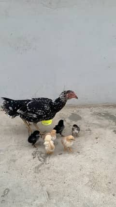 aseel hens urgent sale plz sms only olx par karo