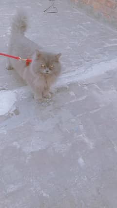 Persian cat | triple coated | punch face | kitten | available for sale