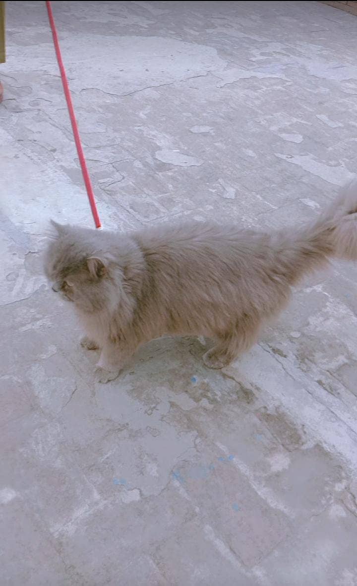 Persian cat | triple coated | punch face | kitten | available for sale 1