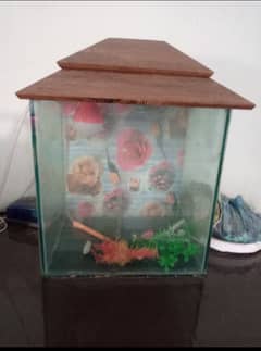 Fish aquarium