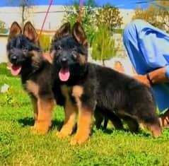 German shepherd male female puppies available for sale