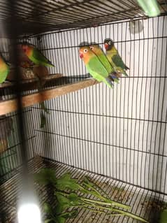 love bird for sale lutino prsanata green fisher olive green  albino