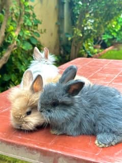 lion head angoora bunnies for sale