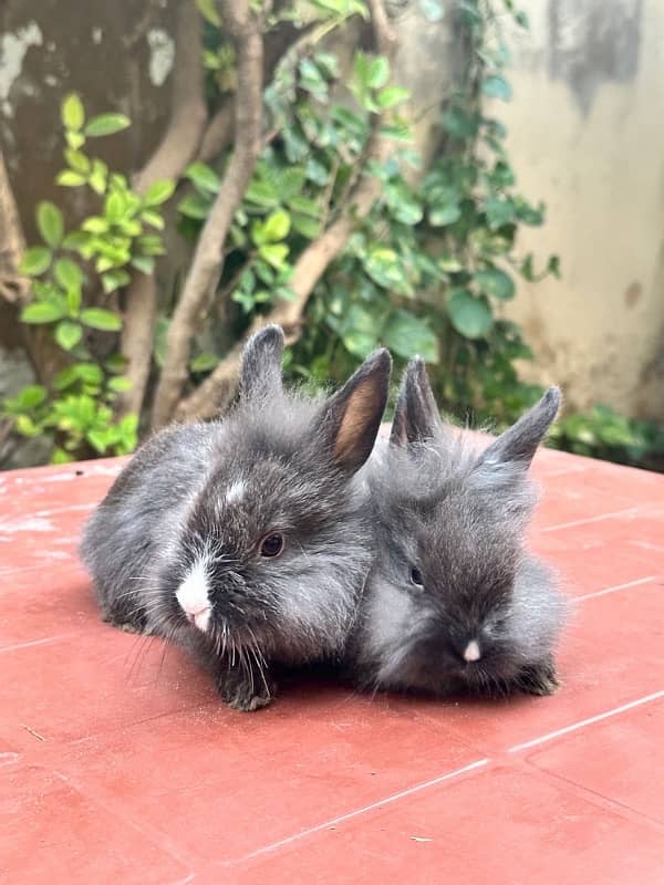 lion head angoora bunnies for sale 2