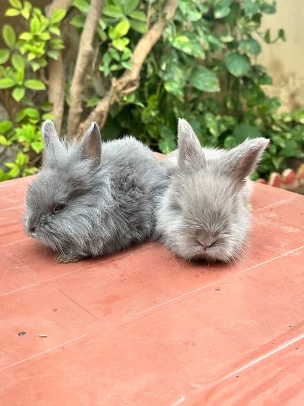 lion head angoora bunnies for sale 3