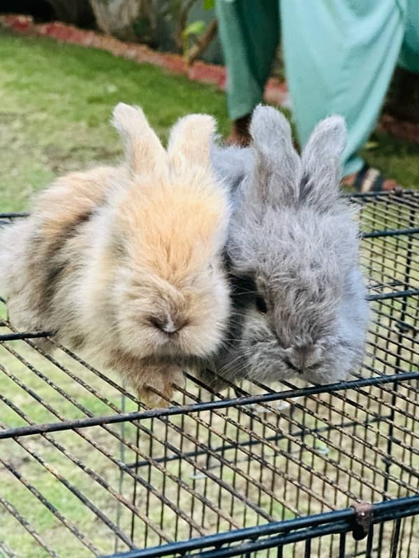 lion head angoora bunnies for sale 4