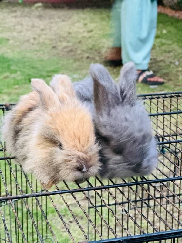 lion head angoora bunnies for sale 6