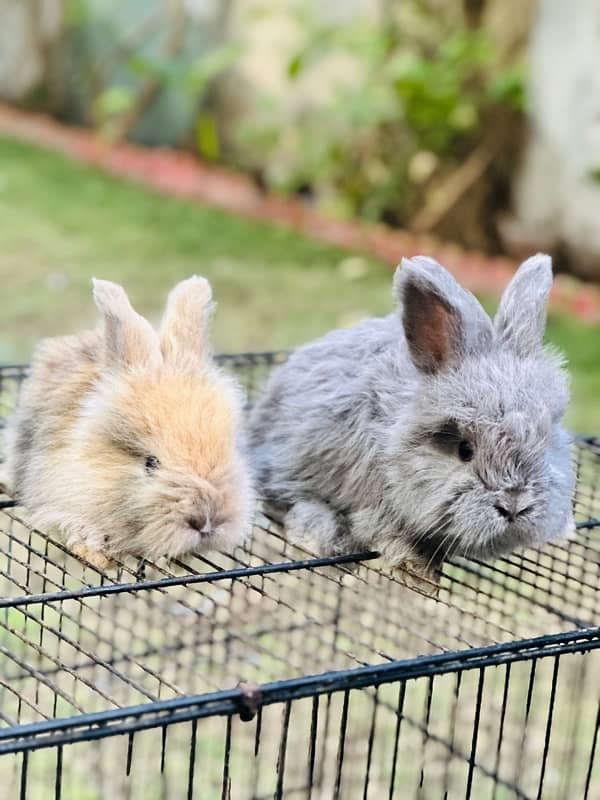 lion head angoora bunnies for sale 7