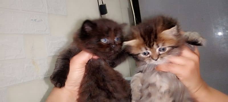 2 small cat Pair ( black and black brown ) 1