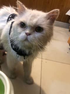 Persian Cat Male