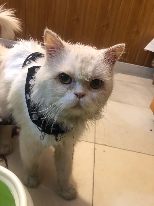 Persian Cat Male 1