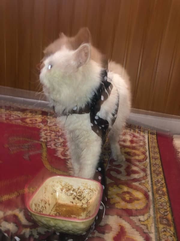 Persian Cat Male 3