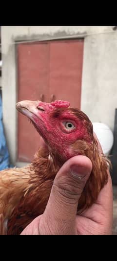 mianwali aseel pathi home breed aseel murgi hen