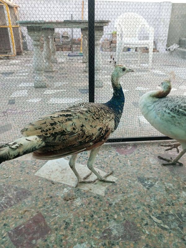 pair of peacock age is 1 year 4