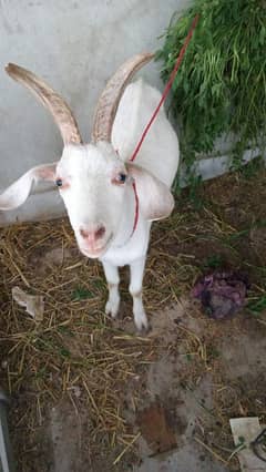 Bakra