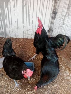 Australorp/Golden misre/Australorp (fertile eggs)