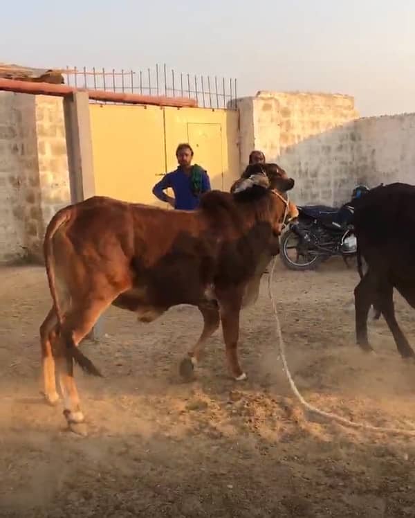 bull /sahiwal bachra/qurbani janwar /wacha /choslitani /cross breed 1