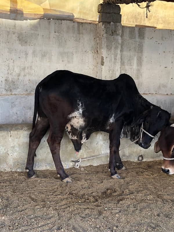 bull /sahiwal bachra/qurbani janwar /wacha /choslitani /cross breed 2