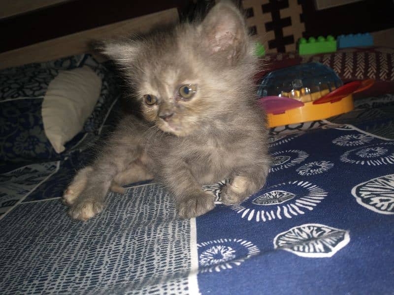 kitten for sales 0