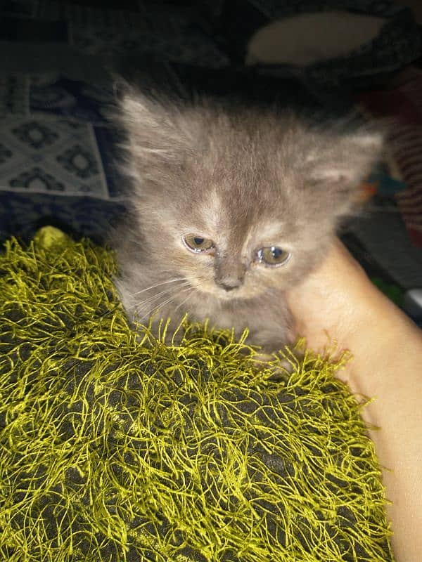 kitten for sales 2