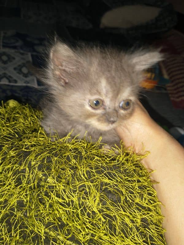 kitten for sales 3