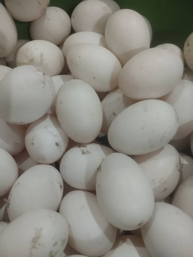 Khaki camel duck  eggs for sale 0