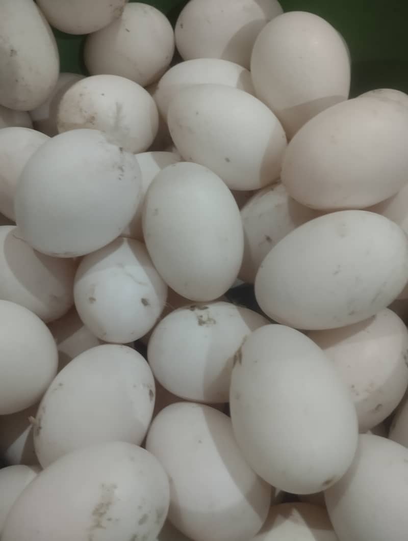 Khaki camel duck  eggs for sale 1