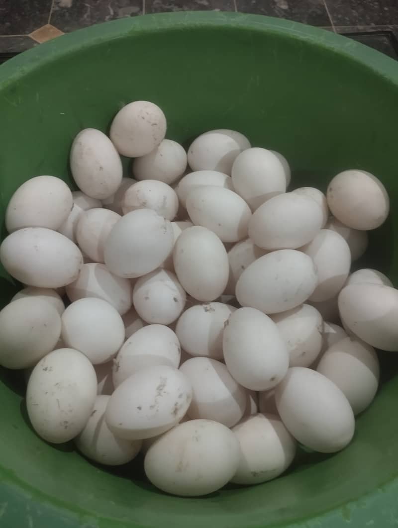 Khaki camel duck  eggs for sale 2